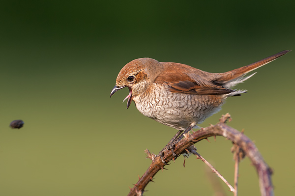 Neuntoeter, Lanius collurio, Weibchen, Maennchen, Singvoegel, Sachsen, Voegel Rotrueckenwuerger, Wuerger, Speiballen