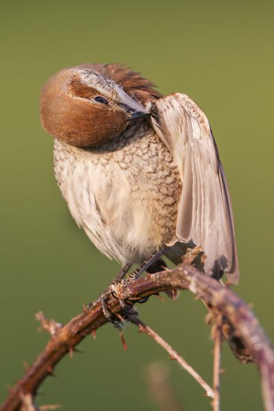 Neuntoeter, Lanius collurio, Weibchen, Maennchen, Singvoegel, Sachsen, Voegel Rotrueckenwuerger, Wuerger, Speiballen