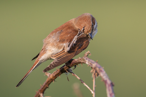 Neuntoeter, Lanius collurio, Weibchen, Maennchen, Singvoegel, Sachsen, Voegel Rotrueckenwuerger, Wuerger, Speiballen