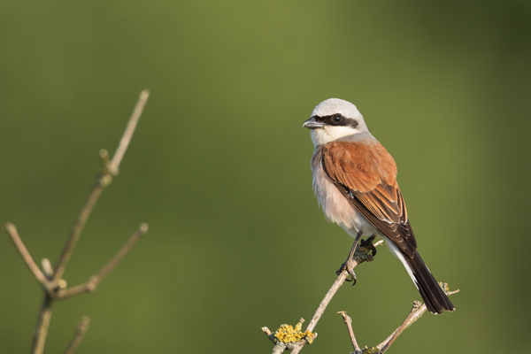 Neuntoeter - Lanius collurio - Weibchen Singvoegel Sachsen Voegel Rotrueckenwuerger Wuerger 