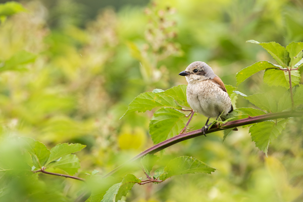 Neuntoeter - Lanius collurio - Weibchen Singvoegel Sachsen Voegel Rotrueckenwuerger Wuerger 