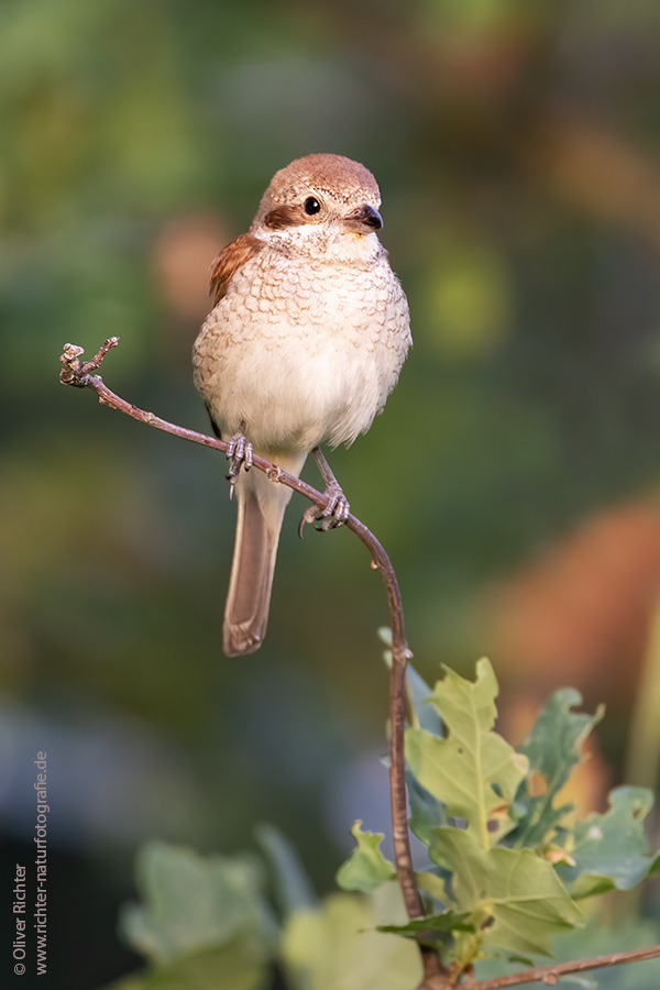 Neuntoeter - Lanius collurio - Weibchen, Maennchen, Singvoegel Sachsen Voegel Rotrueckenwuerger Wuerger 