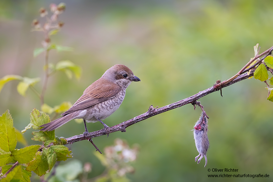 Neuntoeter - Lanius collurio - Weibchen, Maennchen, Singvoegel Sachsen Voegel Rotrueckenwuerger Wuerger 