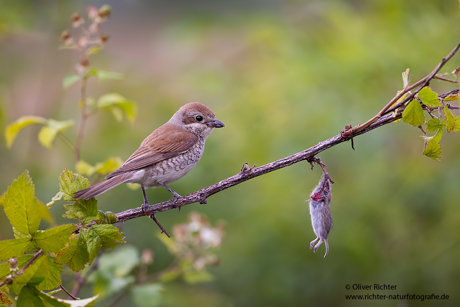 Neuntoeter - Lanius collurio - Weibchen, Maennchen, Singvoegel Sachsen Voegel Rotrueckenwuerger Wuerger 