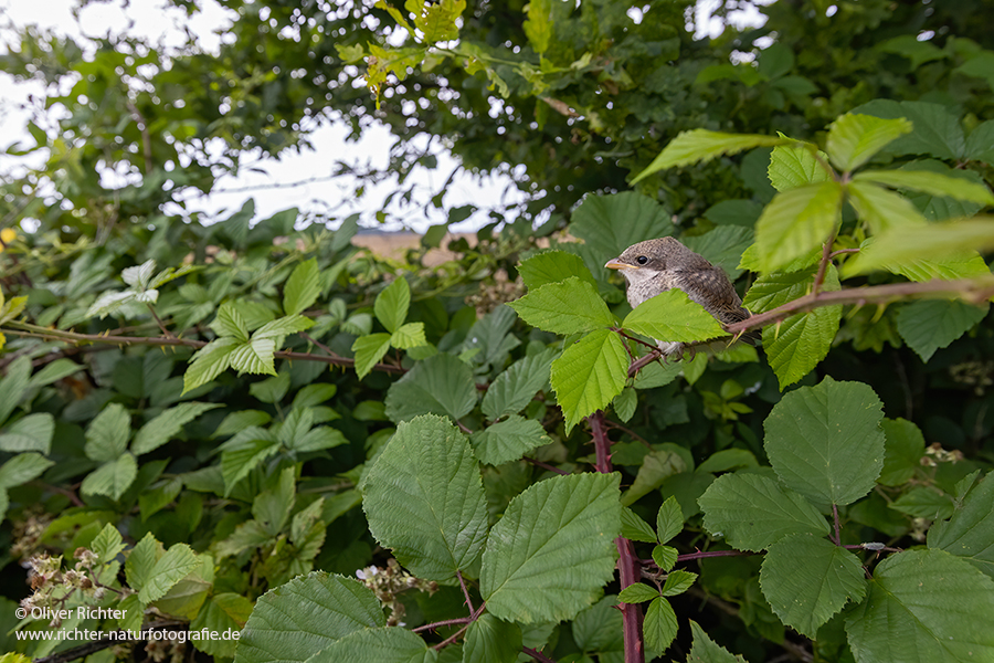 Neuntoeter - Lanius collurio - Weibchen, Maennchen, Singvoegel Sachsen Voegel Rotrueckenwuerger Wuerger 