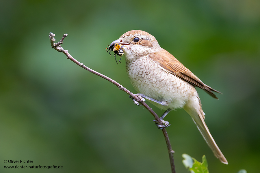 Neuntoeter - Lanius collurio - Weibchen, Maennchen, Singvoegel Sachsen Voegel Rotrueckenwuerger Wuerger 