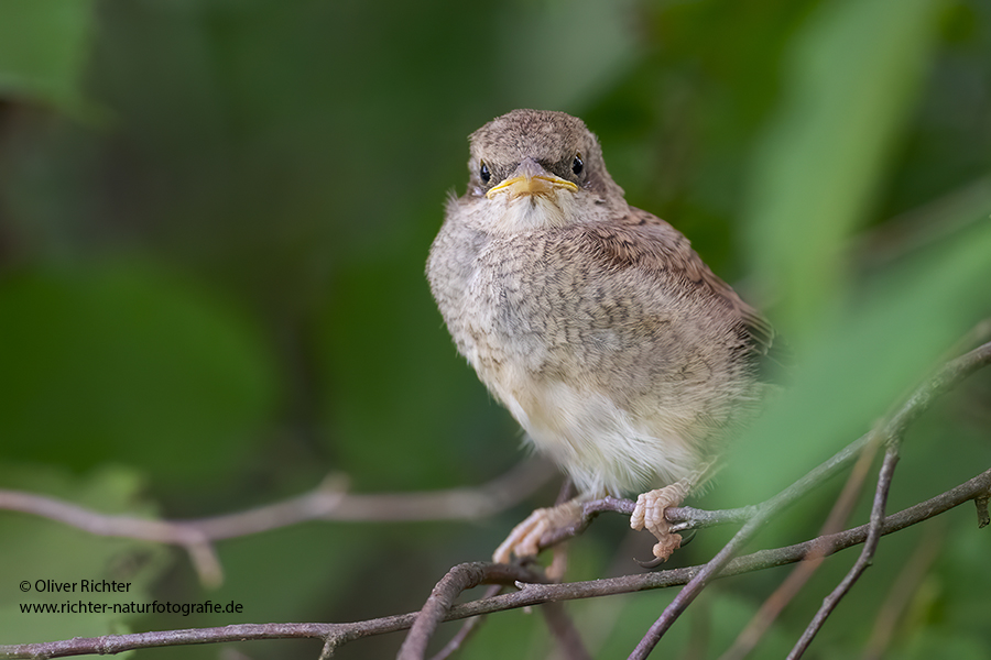 Neuntoeter - Lanius collurio - Weibchen, Maennchen, Singvoegel Sachsen Voegel Rotrueckenwuerger Wuerger 