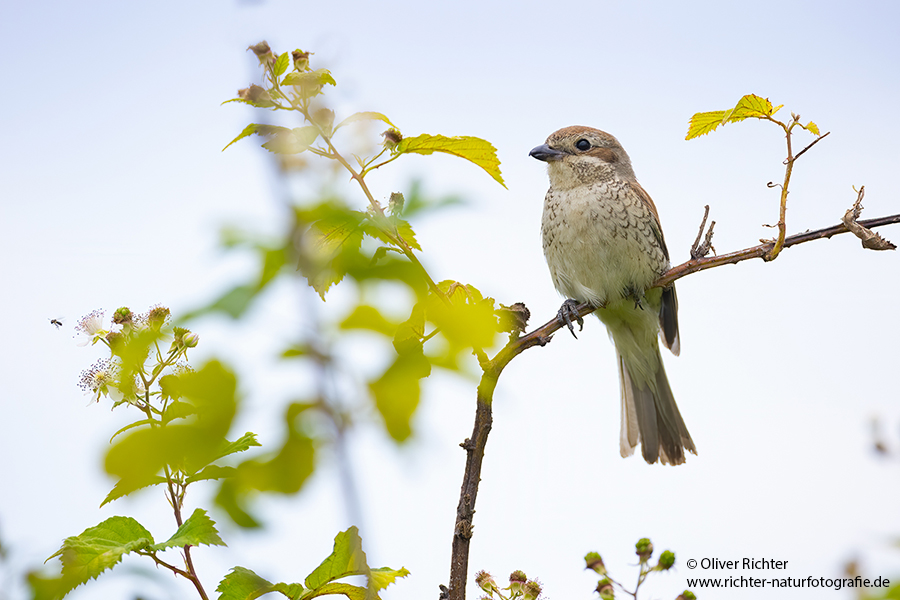 Neuntoeter - Lanius collurio - Weibchen, Maennchen, Singvoegel Sachsen Voegel Rotrueckenwuerger Wuerger 
