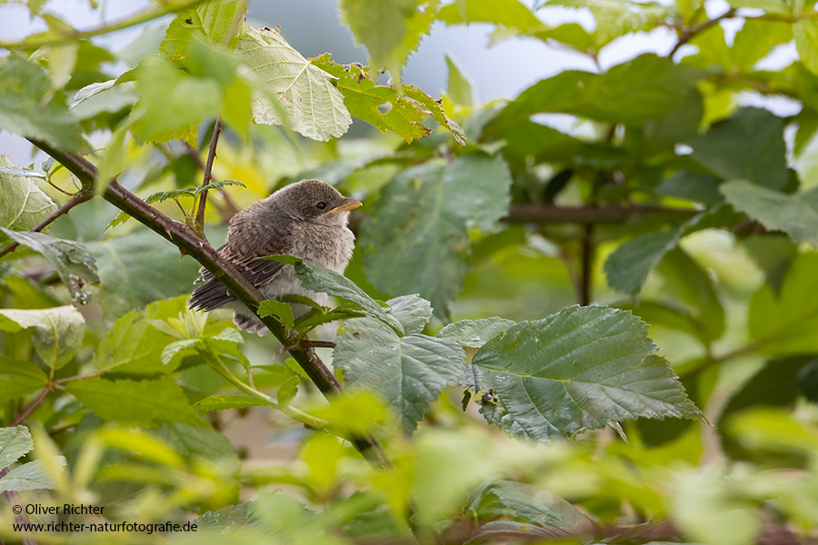 Neuntoeter - Lanius collurio - Weibchen, Maennchen, Singvoegel Sachsen Voegel Rotrueckenwuerger Wuerger 