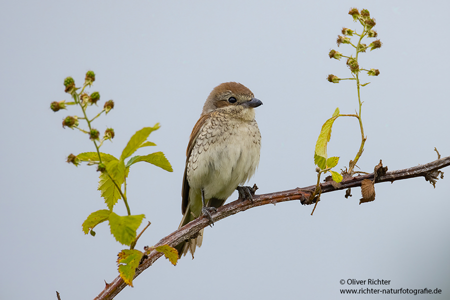 Neuntoeter - Lanius collurio - Weibchen, Maennchen, Singvoegel Sachsen Voegel Rotrueckenwuerger Wuerger 