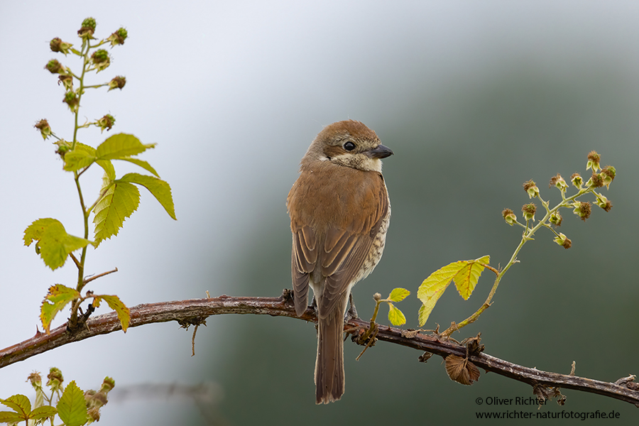 Neuntoeter - Lanius collurio - Weibchen, Maennchen, Singvoegel Sachsen Voegel Rotrueckenwuerger Wuerger 