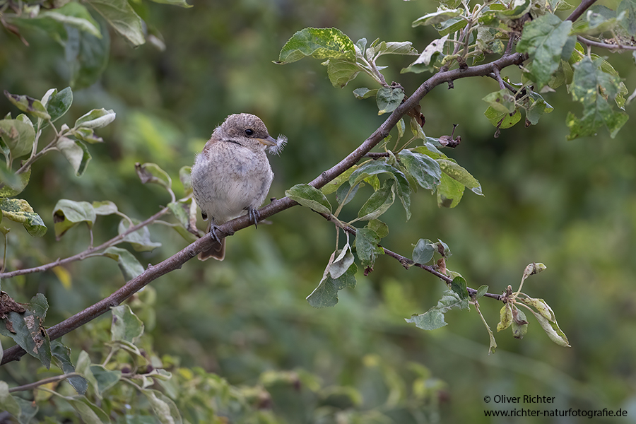 Neuntoeter - Lanius collurio - Weibchen, Maennchen, Singvoegel Sachsen Voegel Rotrueckenwuerger Wuerger 