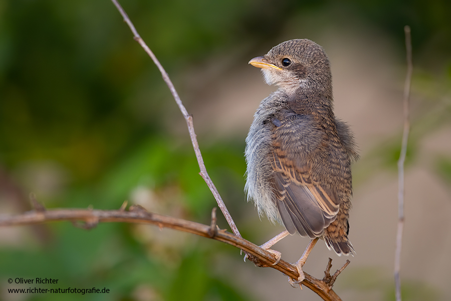 Neuntoeter - Lanius collurio - Weibchen, Maennchen, Singvoegel Sachsen Voegel Rotrueckenwuerger Wuerger 