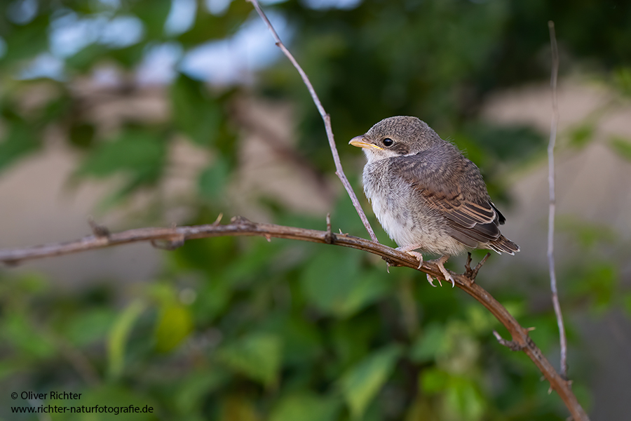 Neuntoeter - Lanius collurio - Weibchen, Maennchen, Singvoegel Sachsen Voegel Rotrueckenwuerger Wuerger 