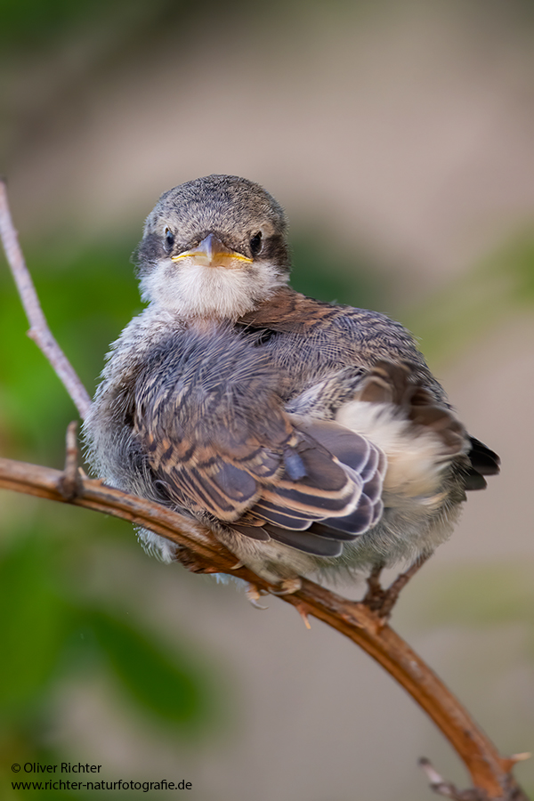 Neuntoeter - Lanius collurio - Weibchen, Maennchen, Singvoegel Sachsen Voegel Rotrueckenwuerger Wuerger 