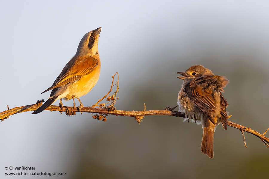 Neuntoeter - Lanius collurio - Weibchen, Maennchen, Singvoegel Sachsen Voegel Rotrueckenwuerger Wuerger 