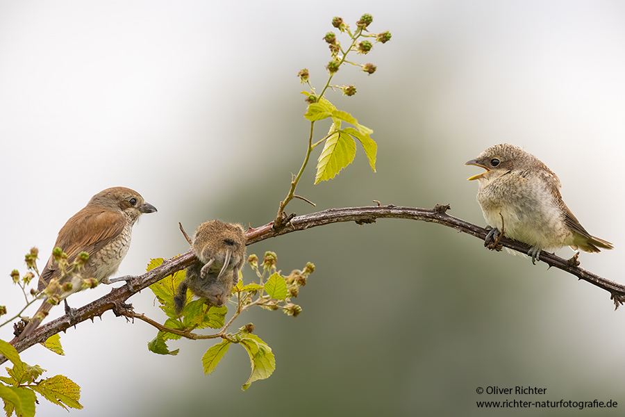 Neuntoeter - Lanius collurio - Weibchen, Maennchen, Singvoegel Sachsen Voegel Rotrueckenwuerger Wuerger 