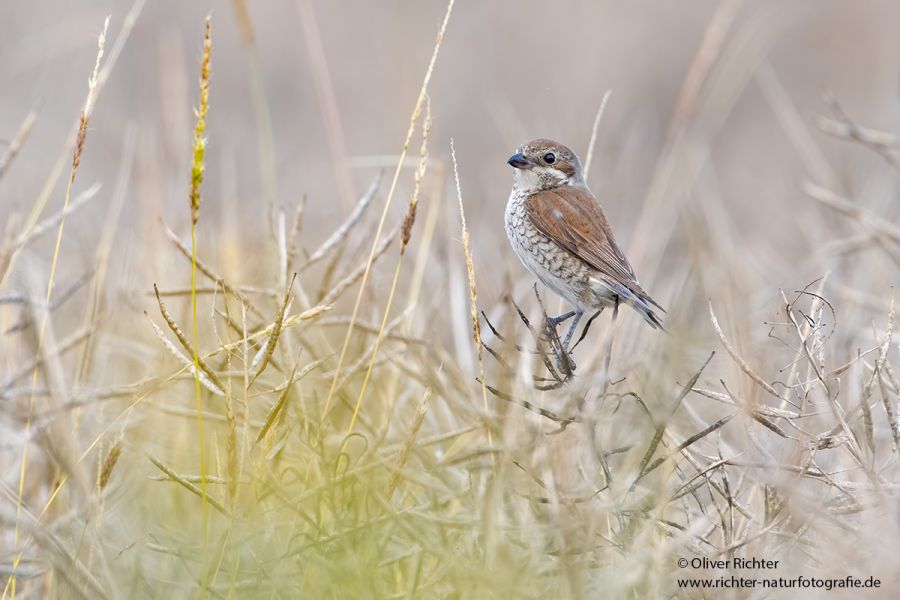 Neuntoeter - Lanius collurio - Weibchen, Maennchen, Singvoegel Sachsen Voegel Rotrueckenwuerger Wuerger 