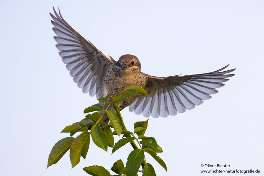 Neuntoeter - Lanius collurio - Weibchen, Maennchen, Singvoegel Sachsen Voegel Rotrueckenwuerger Wuerger 