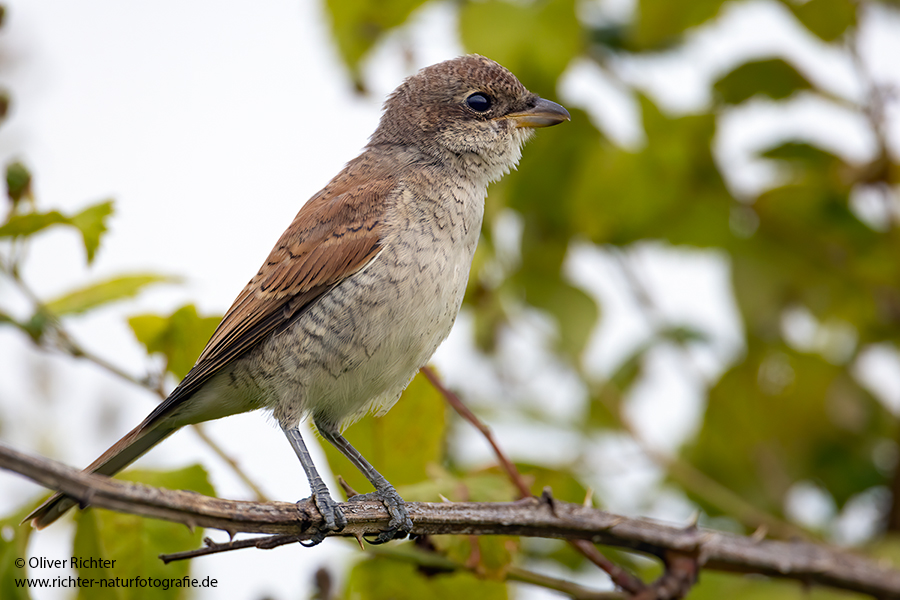 Neuntoeter - Lanius collurio - Weibchen, Maennchen, Singvoegel Sachsen Voegel Rotrueckenwuerger Wuerger 