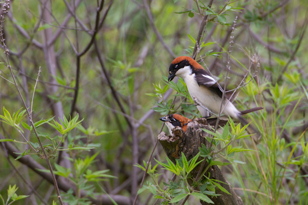 Rotkopfwuerger, Lanius senator, Wuerger, Singvoegel, Singvogel, Sperlingsvoegel, Lesbos, Lesvos, Kopula, Paarung, Kopula der Rotkopfwuerger, Copula of Woodchat shrike, woodchat shrike, Copula