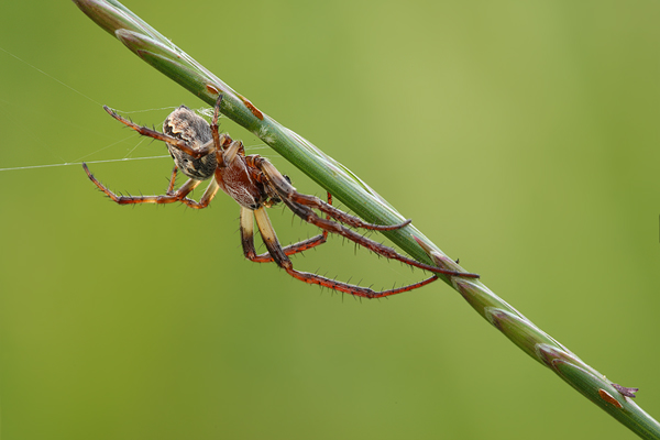 Schilfradspinne - Larinioides cornutus