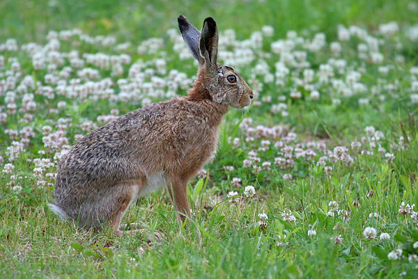 Feldhase - Lepus europaeus
