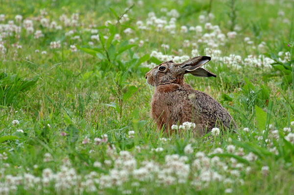 Feldhase - Lepus europaeus