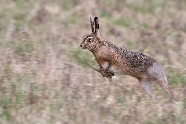 Feldhase - Lepus europaeus