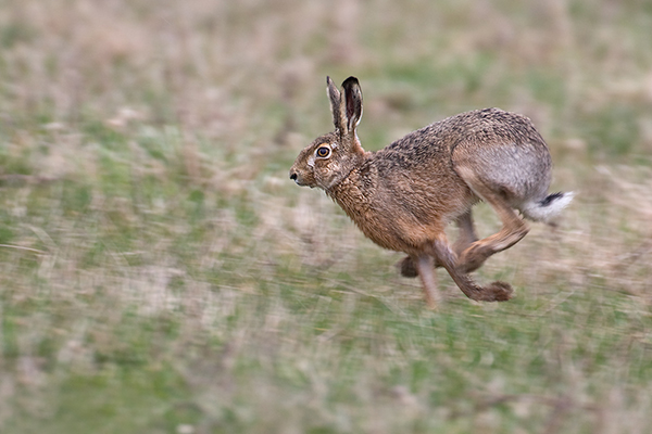 Feldhase - Lepus europaeus