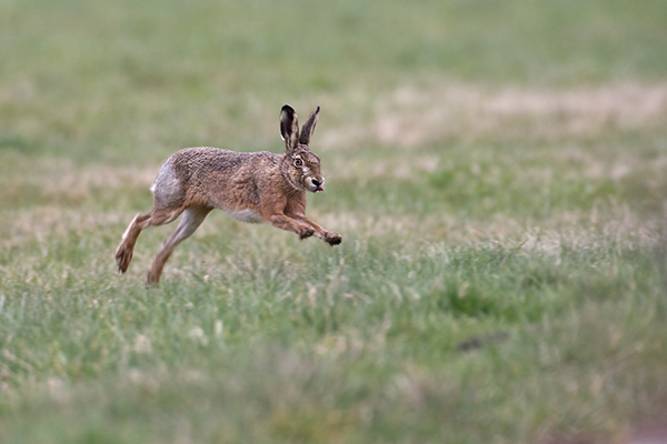 Feldhase - Lepus europaeus