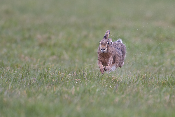 Feldhase - Lepus europaeus