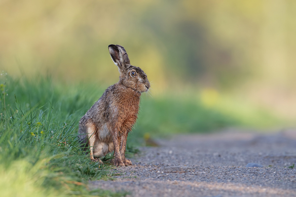 Feldhase - Lepus europaeus Hasen Feldhasen Sachsen Grimma Sasse Echte Hasen Hasenartige