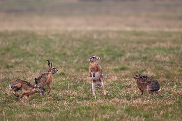 Feldhasen - Lepus europaeus Rammler Hasen Rammelzeit Boxen Hasenartige Echte Hasen Leporidae