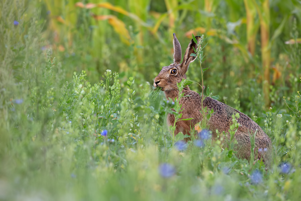 Feldhasen - Lepus europaeus Rammler Hasen Rammelzeit Boxen Hasenartige Echte Hasen Leporidae