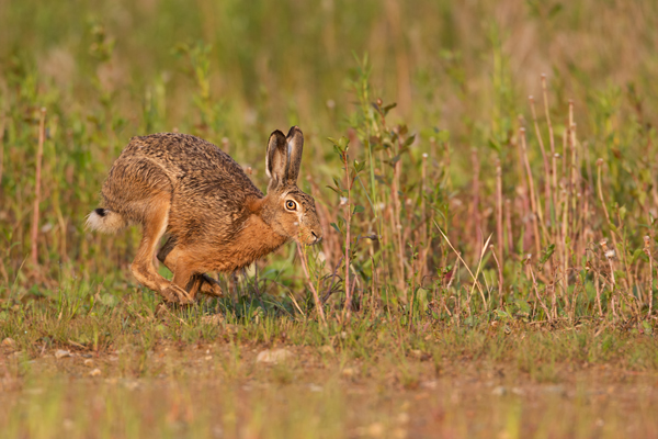 Feldhasen - Lepus europaeus Rammler Hasen Rammelzeit Boxen Hasenartige Echte Hasen Leporidae