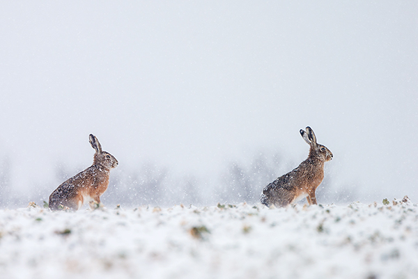 Feldhasen - Lepus europaeus Rammler Hasen Rammelzeit Boxen Hasenartige Echte Hasen Leporidae