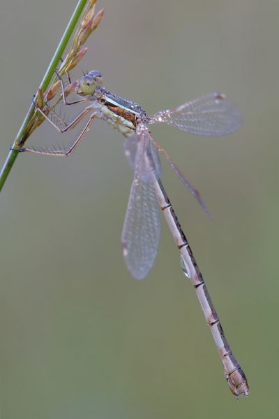 Suedliche Binsenjungfer - Lestes barbarus - Weibchen - Sachsen