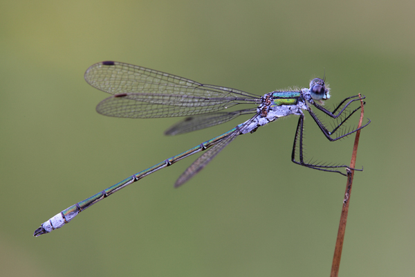 Glaenzende Binsenjungfer - Lestes dryas  - Maennchen Teichjungfern Lestidae Kleinlibellen Odonata Sachsen