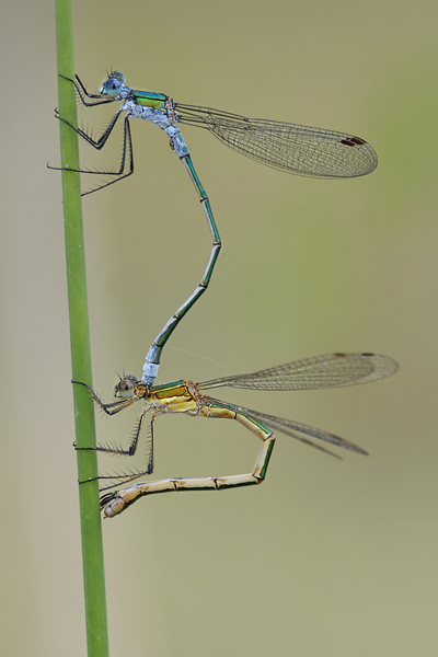 Gemeine Binsenjungfer - Lestes sponsa