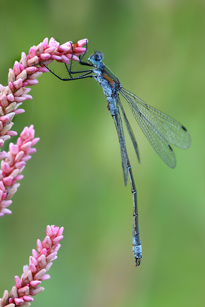 Gemeine Binsenjungfer - Lestes sponsa