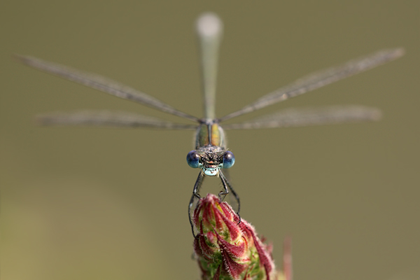 Gemeine Binsenjungfer - Lestes sponsa