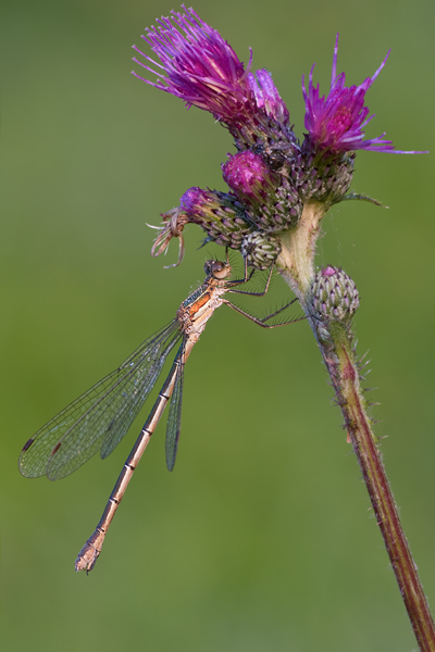 Gemeine Binsenjungfer - Lestes sponsa - Weibchen