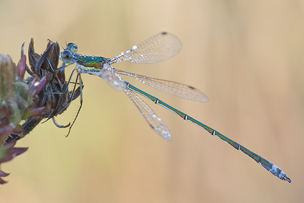 Kleine Binsenjungfer - Lestes virens - Maennchen