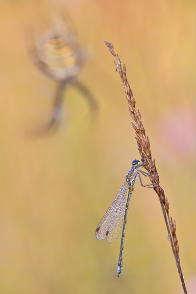 Lestes virens - Kleine Binsenjungfer und Wespenspinne (Hintergrund)