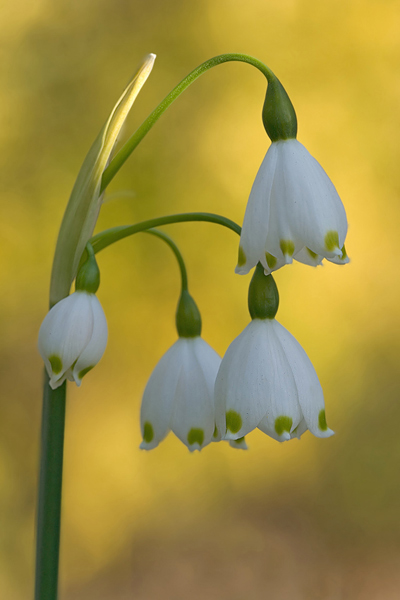 Sommerknotenblume - Leucojum aestivum