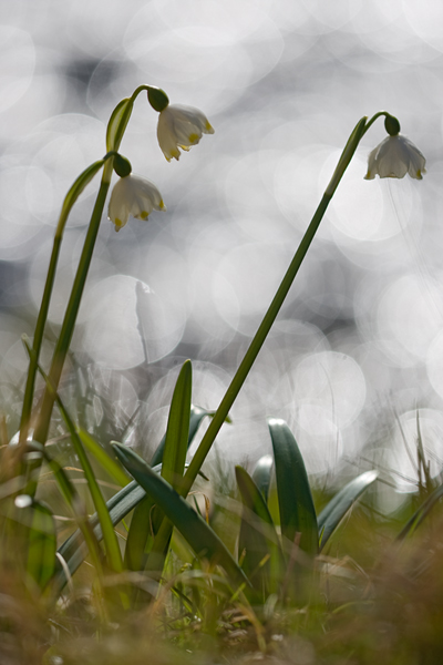 Maerzenbecher - Leucojum vernum