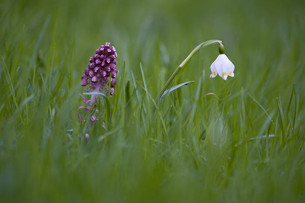 Maerzenbecher - Leucojum vernum 
Gewöhnliche Pestwurz  - Petasites hybridus