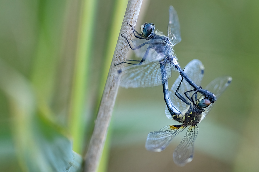 Oestliche Moosjungfer - Leucorrhinia-albifrons - Maennchen - Sachsen  
