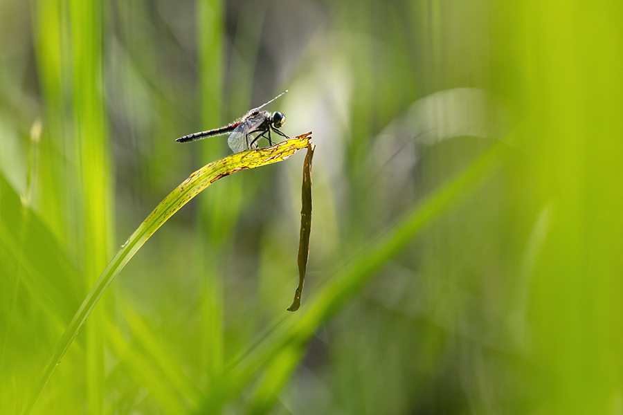 Große Moosjungfer - Leucorrhinia pectoralis, Muldental, Grimma, Mossjungfer, Mossjungfern, Moos, Moor, Libellen, richter-naturfotografie.de, Sachsen